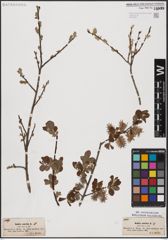 Foto von Salix aurita L.